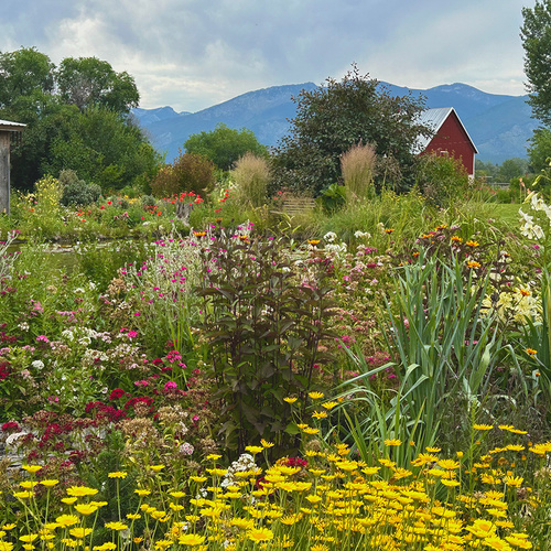 meadow garden with daisies and heliopsis