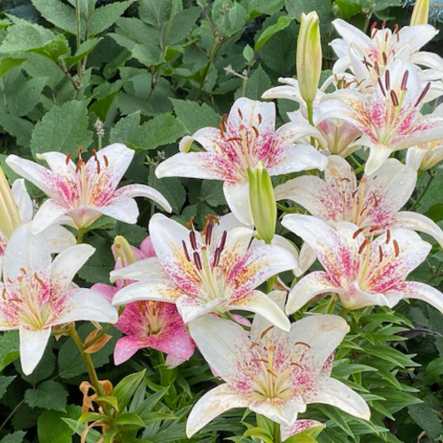 close up of pink and white Asiatic lilies