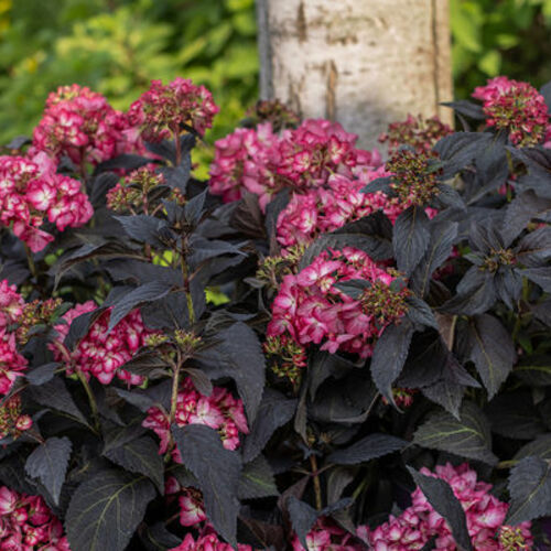 Eclipse bigleaf hydrangea