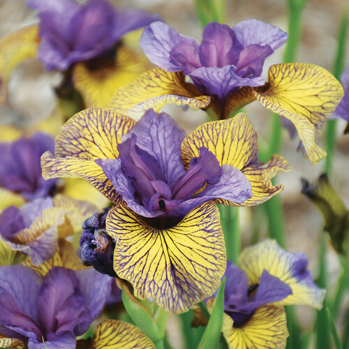 Purring Tiger Siberian iris