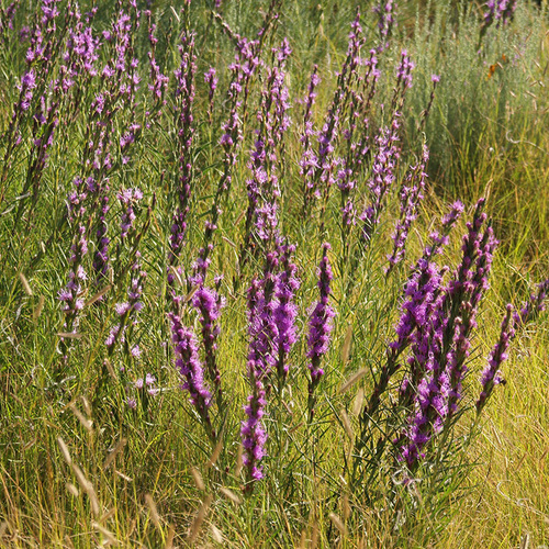 liatris punctata