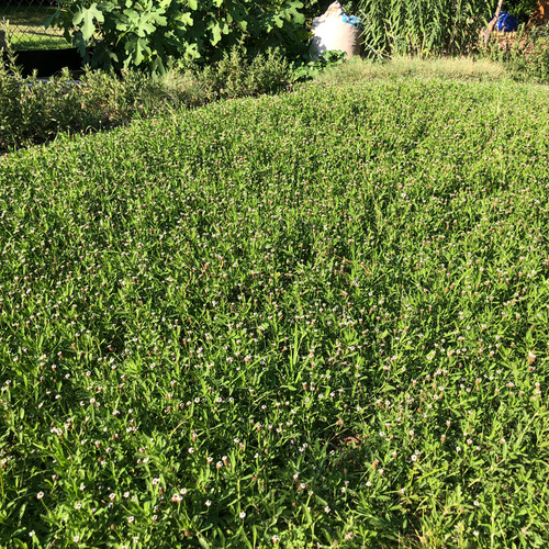 frog fruit plant makes a great lawn alternative