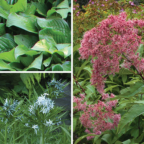 multiseason interest plants