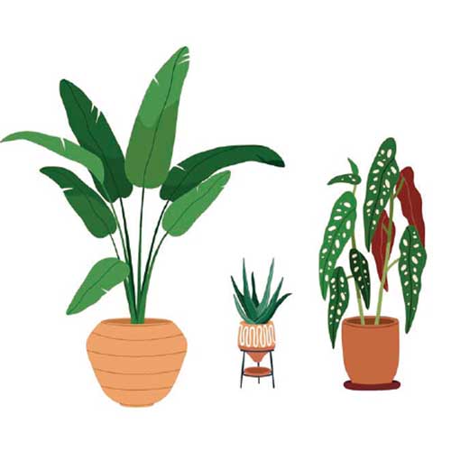 houseplant drawing