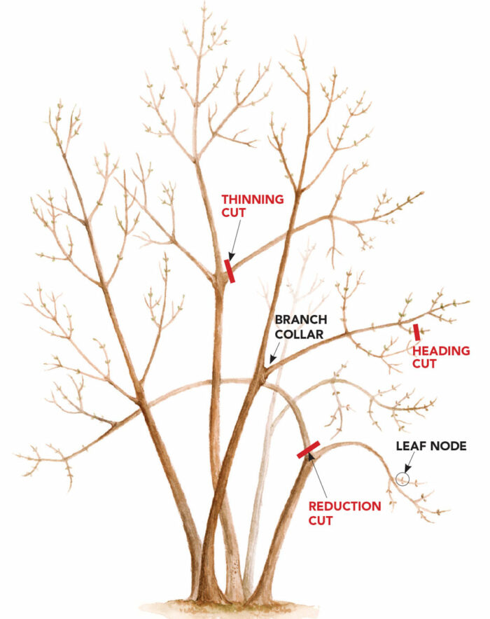 pruning disgram