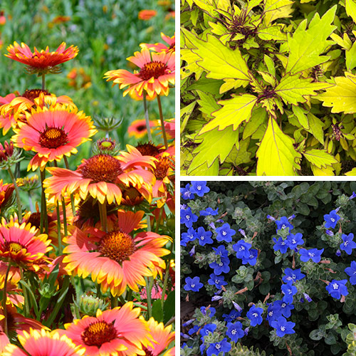 annuals for southwestern gardens