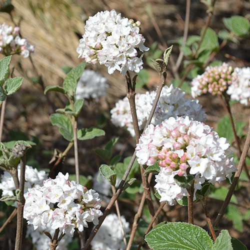 fragrant plants