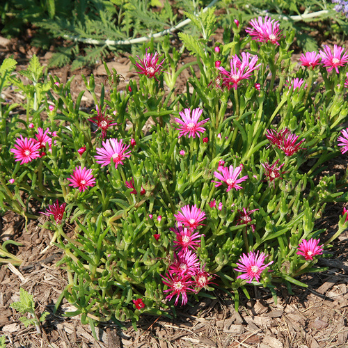 Hardy ice plant