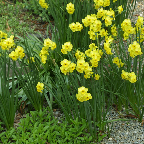 Kokopelli daffodil