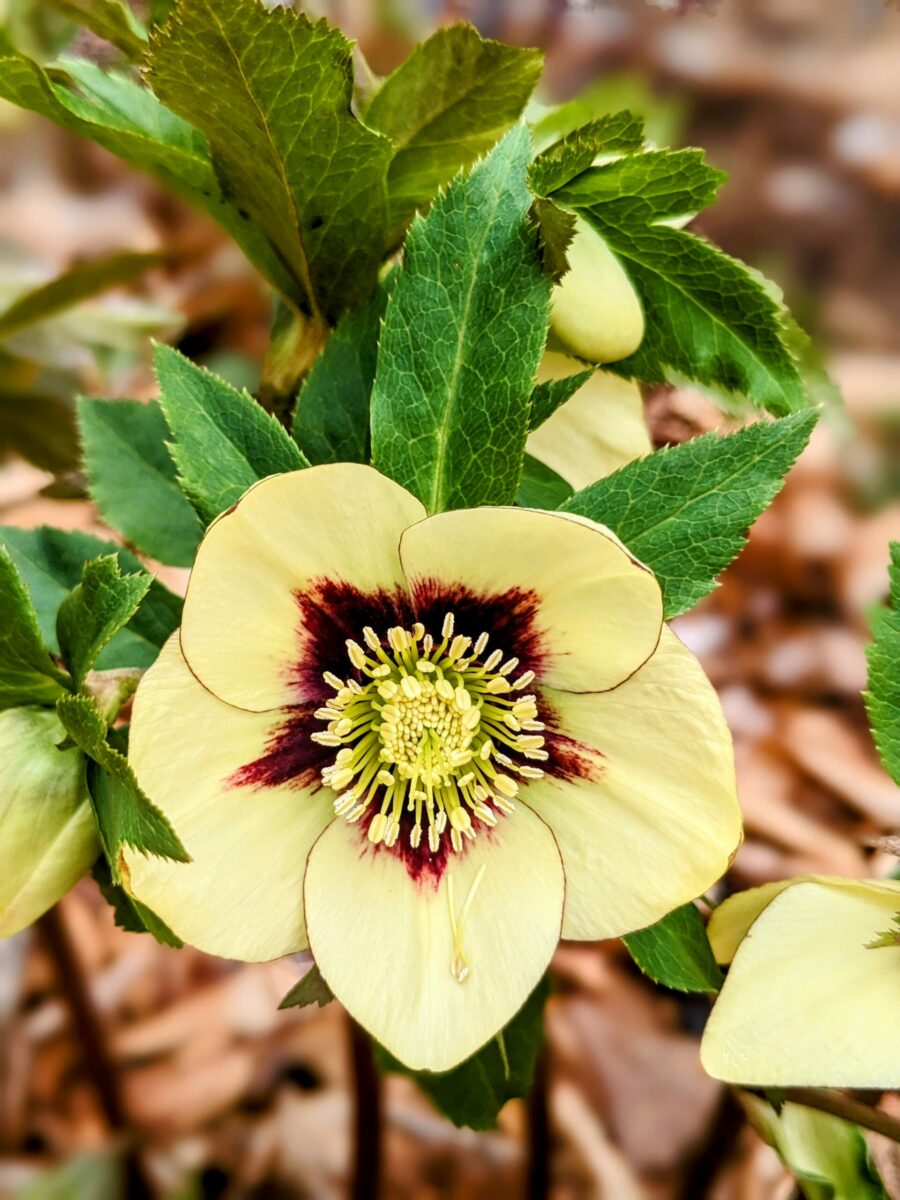 'Spanish Flare' hellebore