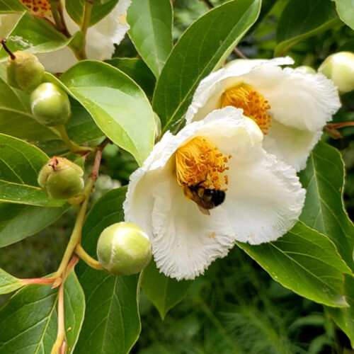  ‘Milk and Honey’ Japanese stewartia 