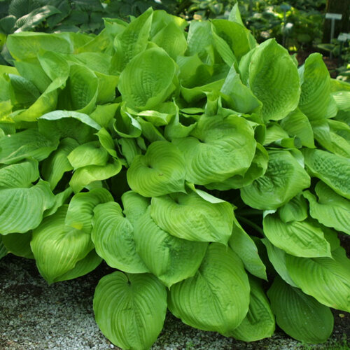 ‘Sum and Substance’ hosta