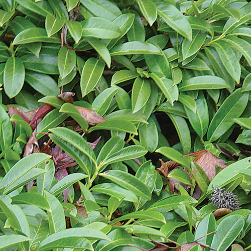 ‘Mt. Vernon’ dwarf English laurel